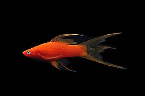 Hi Fin Lyretail Swordtail — Reef Lounge Fish