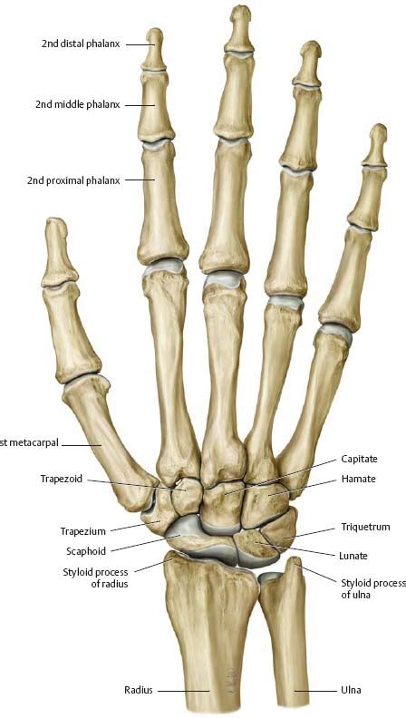Hand And Wrist Bones Anatomy