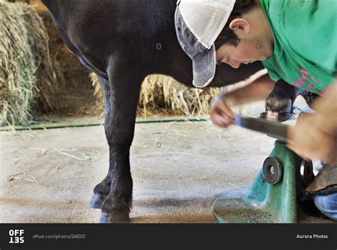 A Farrier Young Man Trims The Hoof Of A Miniature Horse With A Hoof