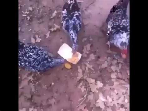 Chicken nuggets and french fries are convenient foods and most kids crave them. Chickens Eating Chicken Nuggets Vine - YouTube