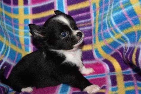 Ckc Tiny Male Chihuahua Puppy For Sale In Knoxville Tennessee