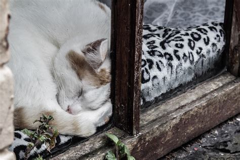 Free Images White Kitten Window Sill Whiskers Vertebrate Wooden