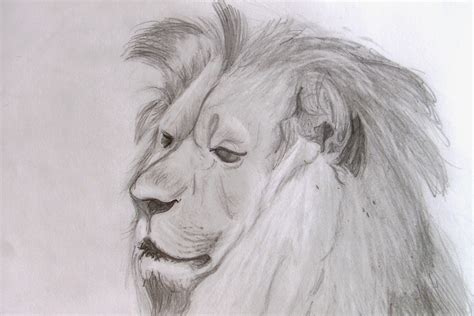 Drawings Of Animals Richard North