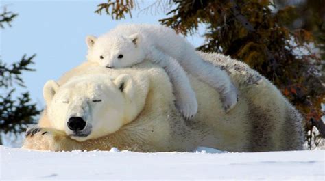 Los Osos Polares Habitantes Del Hemisferio Norte La Verdad Noticias