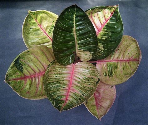 We did not find results for: Chinese Evergreen Aglaonema Moonlight: Care tips at ...