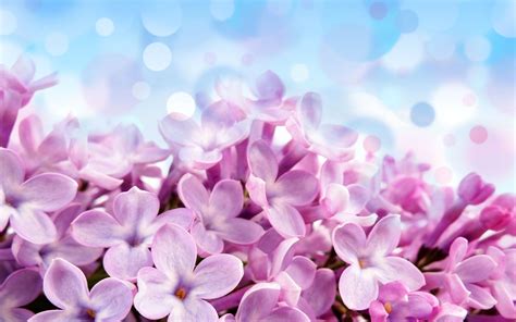 Lilac Flower Purple Photo 34733521 Fanpop
