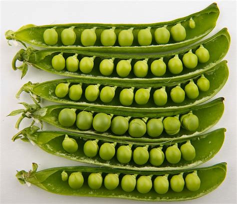 How To Grow Peas