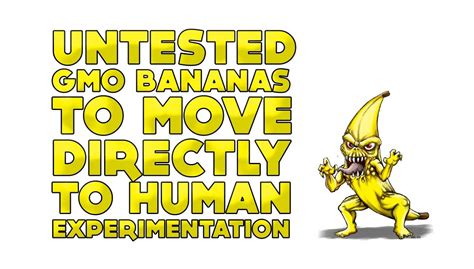 Untested Gmo Bananas To Move Directly To Human Experimentation Endoriot