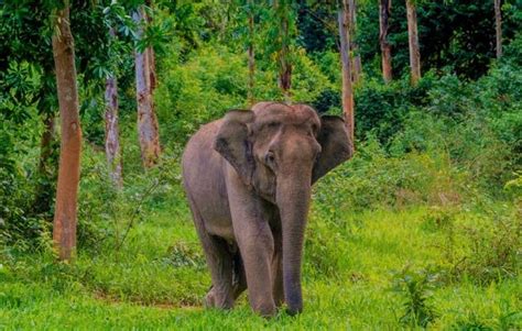 Mengenal Gajah Sumatera Gajah Unik Indonesia Yang Terancam Punah