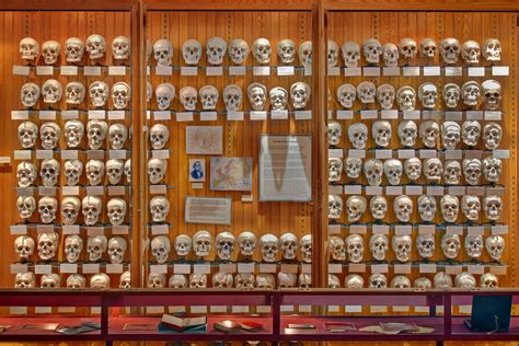 Hyrtl Skull Collection At The Mütter Museum In Philadelphia Skulls