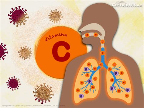 Vitamina C ¿útil Contra El Coronavirus Ciencia Unam