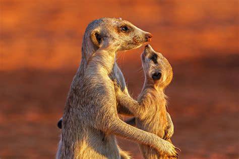 11 Erdmännchen Foto And Bild Natur Landschaft Namibia Bilder Auf