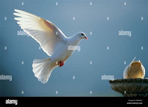 Domestic Pigeon Columba Livia Domestica White Dove In Flight Stock