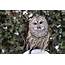 Barred Owl  Cincinnati Zoo & Botanical Garden®