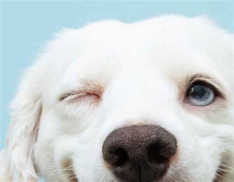 14 Pictures Of Dog Eye Infections With Vet Advice