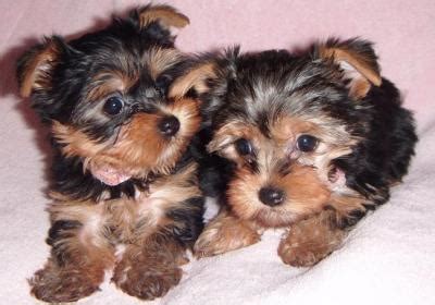 The adoption of rescue dogs is becoming more widespread and easier. Adorable Teacup Yorkie Puppies For Free Adoption