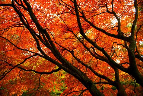 Orange Autumn Branches Westonbirt Arboretum Tetbury Glou Flickr