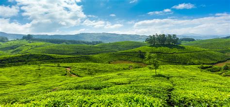 Monsoon stays in kerala from june and continues till september. Things To Do While Visiting Magical Munnar: Places To See ...
