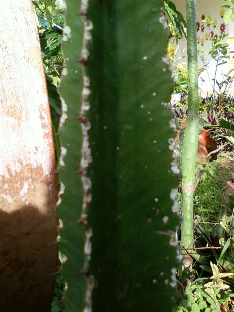 El cactus estropajo o cuerno de cabra, es un cactus solitario, globoso o columnar, según la edad. Problemas, plagas y enfermedades en cactus