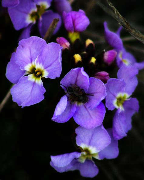 Purple Arctic Wild Flowers Photograph By Anthony Jones Fine Art America