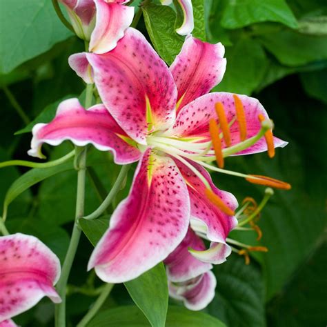 pink tiger lily 689 photo by photographer kathy b lily seeds tiger lily tiger lily flower