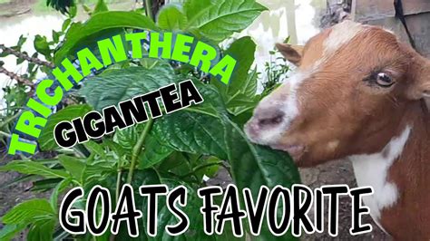 Trichanthera Goats Favorite Youtube