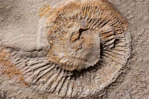 The Extinction Of The Devonian