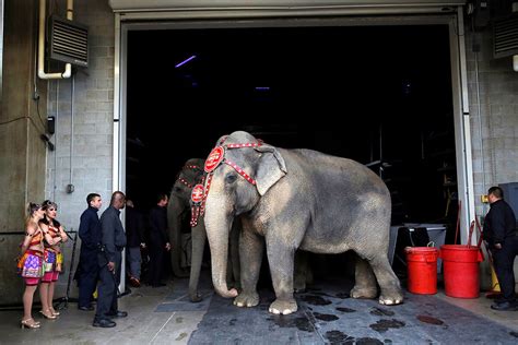 Circus Elephants Now Enjoy Freedom In Their Retirement