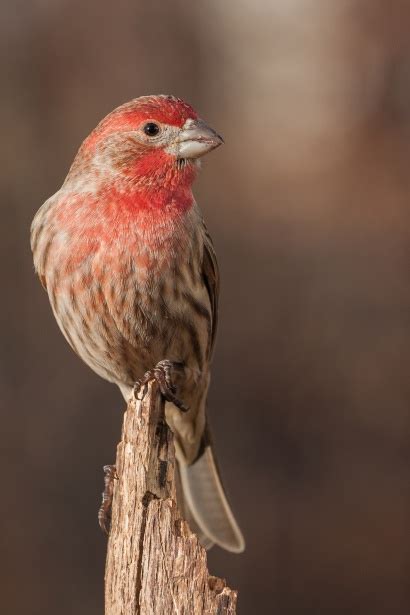 Ptak Z Czerwoną Głową Darmowe Zdjęcie Public Domain Pictures