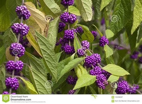 Branch Of Beautyberry With Clusters Of Purple Berries Stock Image