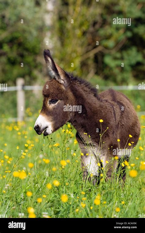 Donkey Foal Equus Asinus Bavaria Germany Stock Photo Alamy