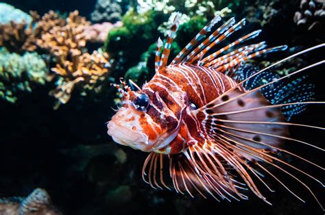 Exotic Deep Sea Fish