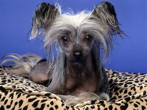 Chinese Crested Dogs Wallpaper 13073748 Fanpop