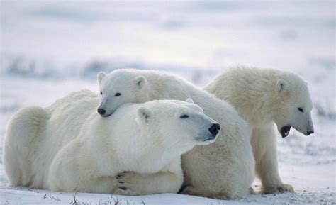 1920x1200 Polar Bears Animals Baby Animals Snow Wallpaper