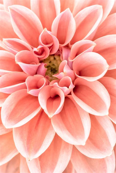 Close Up Of Dahlia Flower ~ Nature Photos On Creative Market