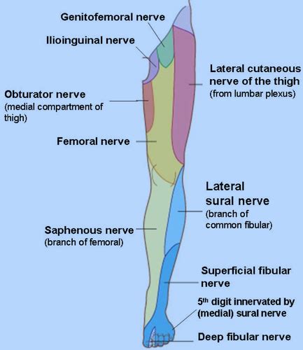 Cutaneous Innervation Of The Lower Limb Flashcards Quizlet
