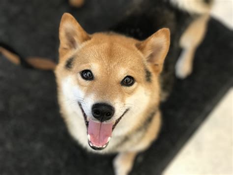 Pets For Adoption At Shiba Inu Rescue Association In Chicago Il