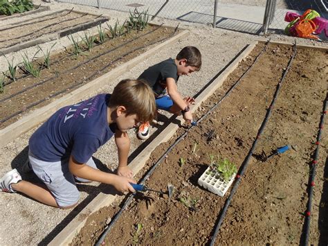 El Bancalico Del Cervantes PlantaciÓn Lechugas Baby