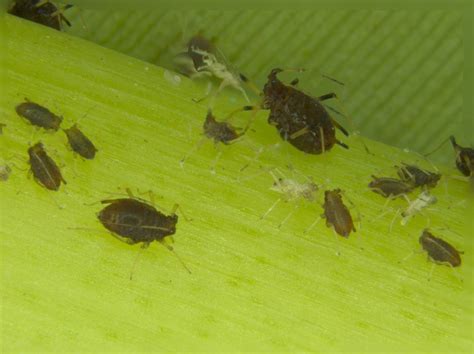 Control of the banana aphid is essential for long term management of banana bunchy top disease. Banana aphid, Pentalonia nigronervosa