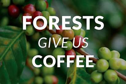Rainforest Spices Alliance Come Coffee Forest Forests