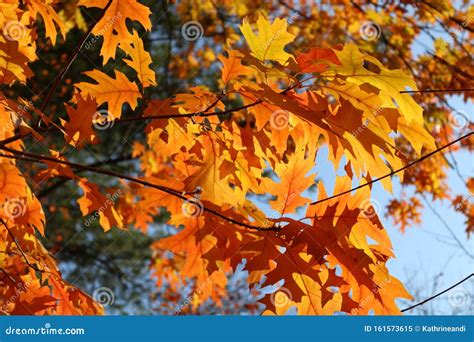 Autumn Bright Yellow Orange Oak Tree Leaves With Blue Sky Stock Image