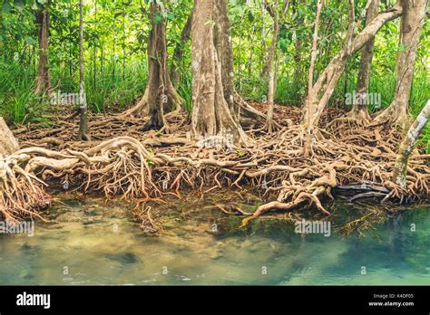 Mangrove Forests In Krabi In The Thailand Stock Photo Alamy