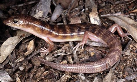 Skinks Of The Perth Region Western Australian Museum