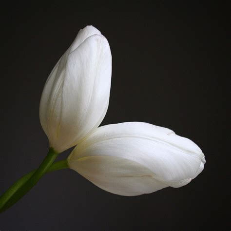 Maybe you would like to learn more about one of these? Best flowers for Valentine's Day besides roses ...