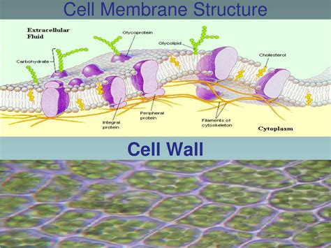 Ppt Cell Structure And Function Ch 7 Sec 1 2 Pages 169 181
