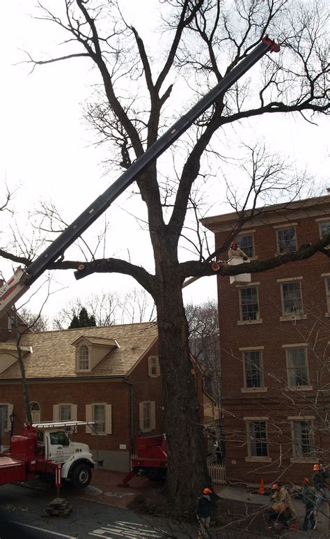 The only tree care company you will ever need to. Previous Next