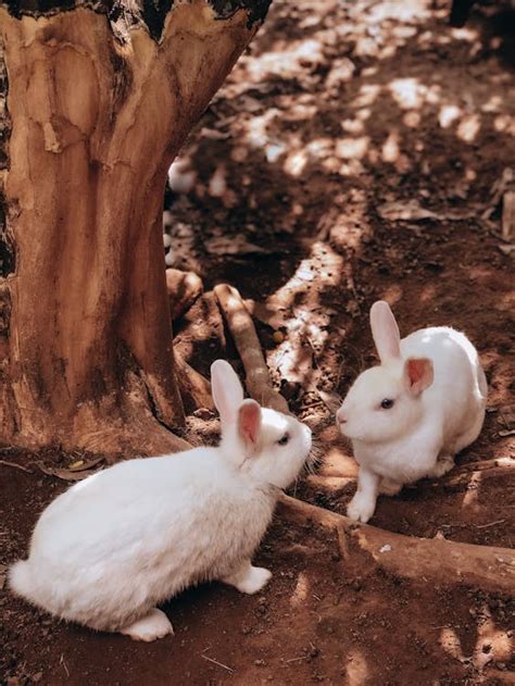 White Rabbit Near Brown Tree Trunk · Free Stock Photo