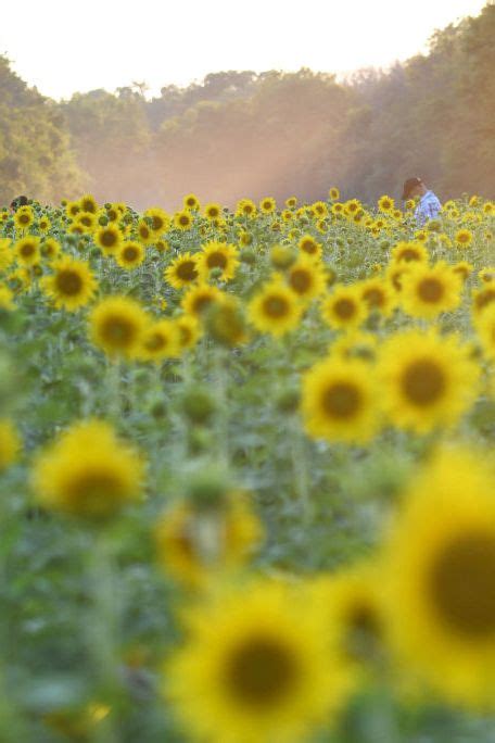 Choose from our handpicked collection of free, hd flower pictures and images. 33 Best Sunflower Fields Near Me - Top Sunflower Fields ...