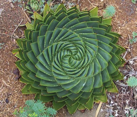 30 Mind Boggling Geometric Plants That Are Real Life Fractals Techeblog