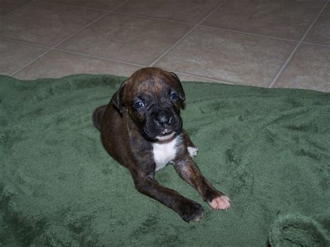 Brindle Boxer Puppy At 3 Weeks The Second Female Brindle F Flickr